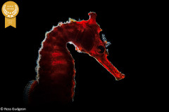 7-Ross-Gudgeon_Pixels_Red-Horse