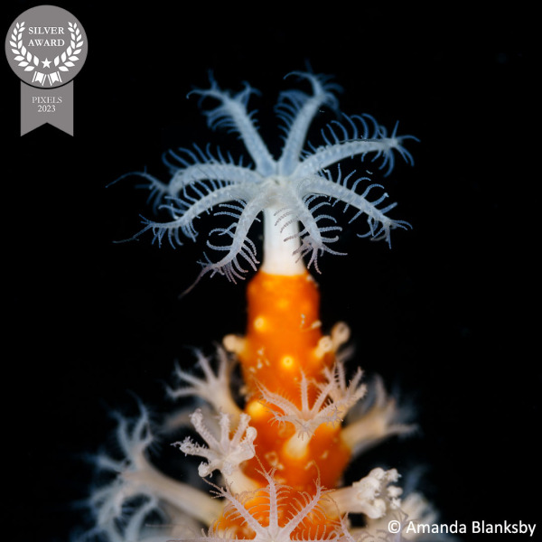 Amanda-Blanksby_Pixels_-Underwater-christmas-tree