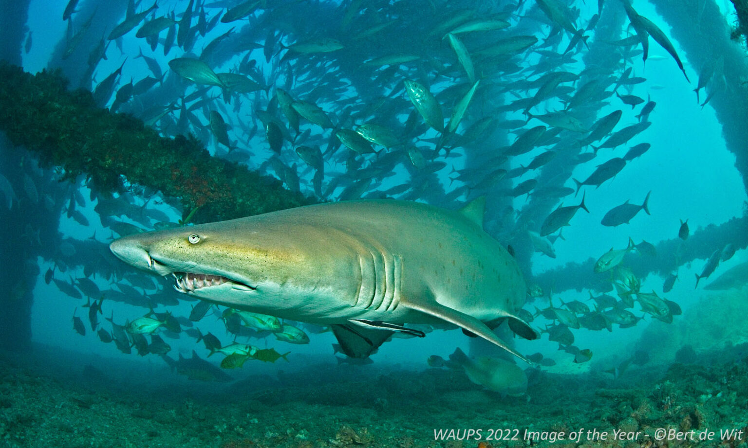 Western Australia Underwater Photographic Society